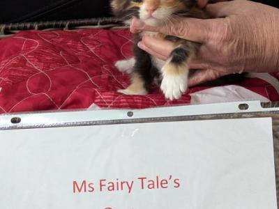 MsFairyTale's Spice - Maine Coon - Gallery Photo #1