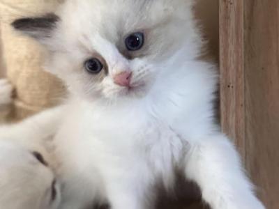 Gorgeous Kittens - Ragdoll - Gallery Photo #1