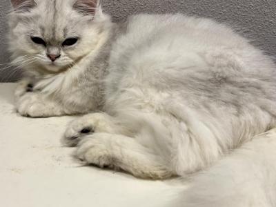 Nico - British Shorthair - Gallery Photo #1