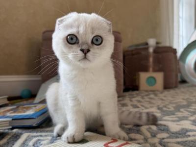 White Scottish Fold Female Kitten - Scottish Fold - Gallery Photo #1