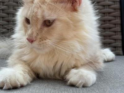 Alsy - Maine Coon - Gallery Photo #1