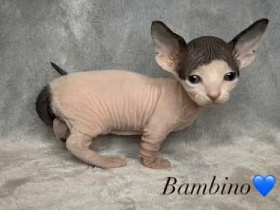 Bambino - Sphynx - Gallery Photo #1