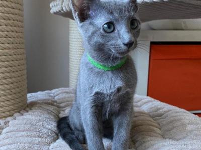 Teddy - Russian Blue - Gallery Photo #1