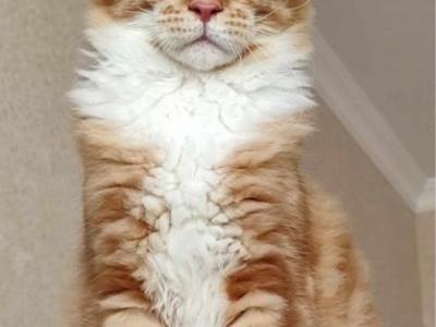 Cheddar - Maine Coon - Gallery Photo #1