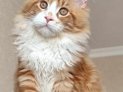 Cheeto - Maine Coon - Gallery Photo #1