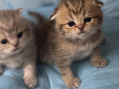 Scottish Fold And Straight Kittens - Scottish Fold - Gallery Photo #1