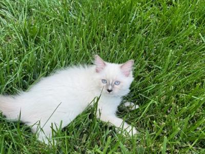 Hastings - Ragdoll - Gallery Photo #1