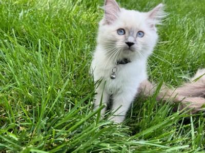 Maisie - Ragdoll - Gallery Photo #1