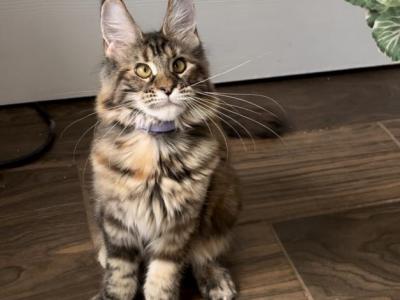 Tortie - Maine Coon - Gallery Photo #1