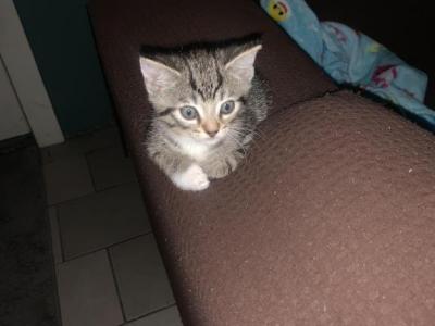 Baby Kittens - Egyptian Mau - Gallery Photo #1