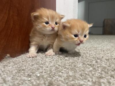 Munchkin Kittens - Munchkin - Gallery Photo #1