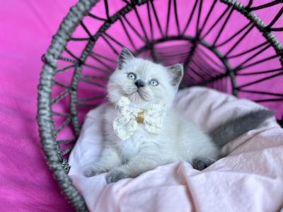 Mia - Scottish Fold - Gallery Photo #1