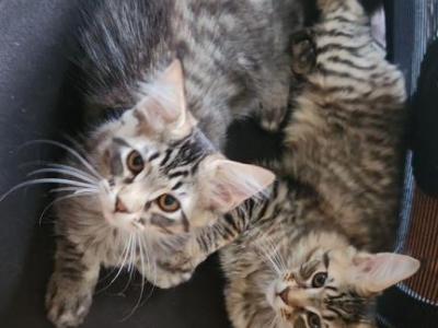 Silver Brown Maine Coon - Maine Coon - Gallery Photo #1