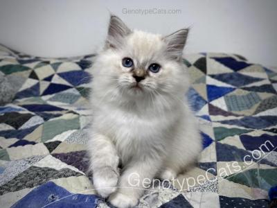 Aberforth - Ragdoll - Gallery Photo #1