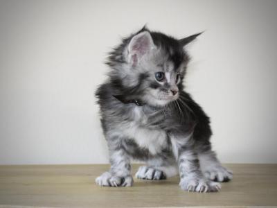 Butler - Maine Coon - Gallery Photo #1