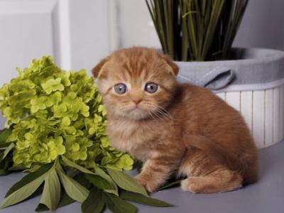 Ulan - Scottish Fold - Gallery Photo #1