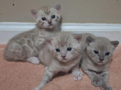 Three Musketeers - Bengal - Gallery Photo #1