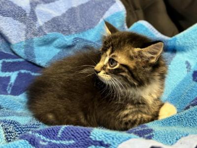 Maine Coon Kittens - Maine Coon - Gallery Photo #1