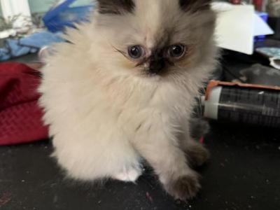 Ragdoll Persian Kittens 3 Mths Old - Persian - Gallery Photo #1