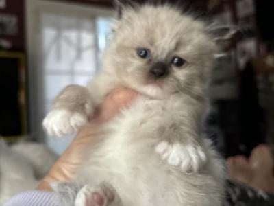 Joys Kittens Coming Soon - Ragdoll - Gallery Photo #1