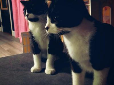 Twins Itchy And Scratchy - British Shorthair - Gallery Photo #1