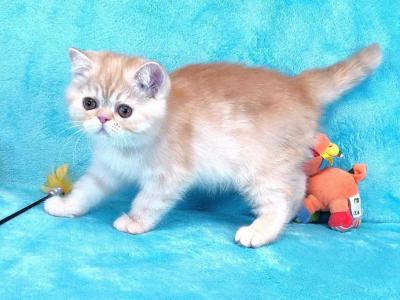 Xiaon Exotic Male Red Silver Spotted Tabby - Exotic - Gallery Photo #1