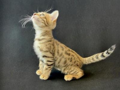 Zeus - Bengal - Gallery Photo #1