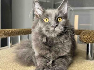 Shanty Maine Coon Female Blue - Maine Coon - Gallery Photo #1