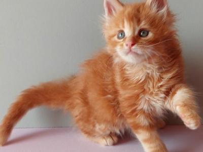 Zefirchik Maine Coon Male Red Ticked Tabby - Maine Coon - Gallery Photo #1