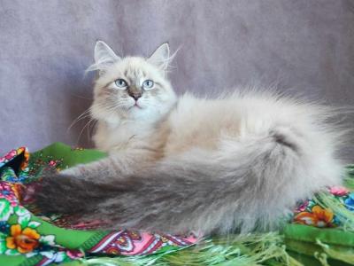 Solomia Siberian Female Seal Tabby Pointed - Siberian - Gallery Photo #1