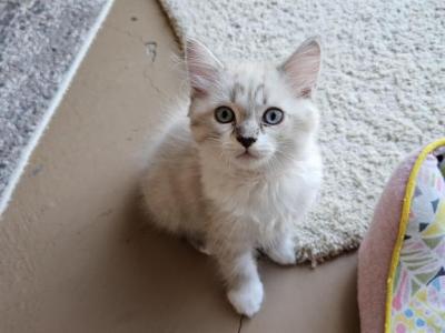 Max - Ragdoll - Gallery Photo #1