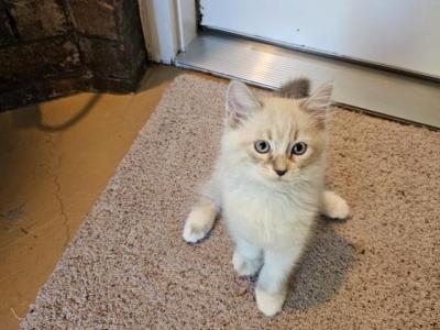 Tigger - Ragdoll - Gallery Photo #1