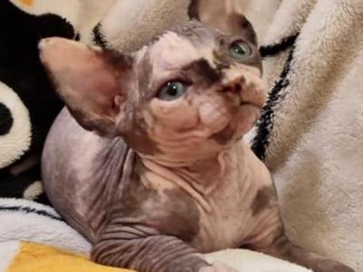 Camila Canadian Sphynx Female Black Tortie - Sphynx - Gallery Photo #1