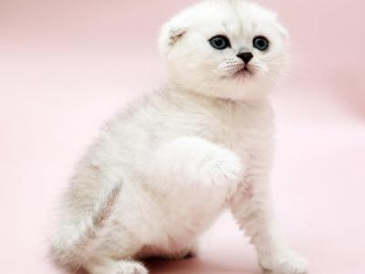 Zina Scottish Fold Female Black Silver Shaded - Scottish Fold - Gallery Photo #1