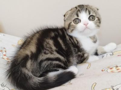 Axel Scottish Fold Male Black Tabby Bicolour - Scottish Fold - Gallery Photo #1