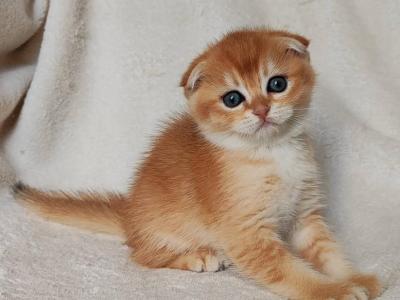 Ironman Scottish Fold Male Black Golden Chinchill - Scottish Fold - Gallery Photo #1