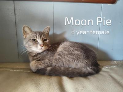 Moon Pie - Domestic - Gallery Photo #1