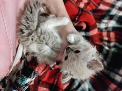 Designer Ragdoll Maine Coon Kittens Available Now - Ragdoll - Gallery Photo #1