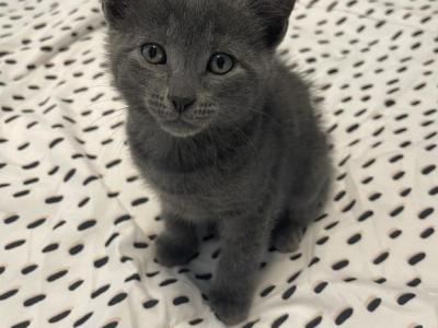 Russian Blue Kittens Litter 2 - Russian Blue - Gallery Photo #1