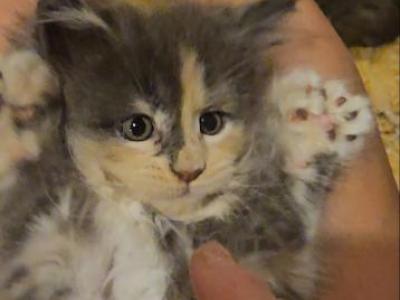 Lilac Calico Female - Maine Coon - Gallery Photo #1