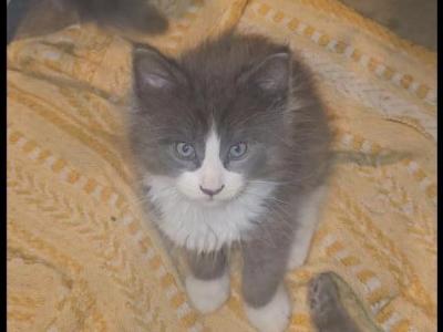 Blue And White Tuxedo - Maine Coon - Gallery Photo #1