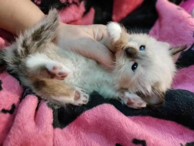 Ragdoll Snow Maine Coon Kittens Ready To Go Home - Ragdoll - Gallery Photo #1