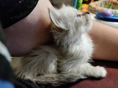 Brand New Ragdoll Snow Maine Coon Litter - Ragdoll - Gallery Photo #1