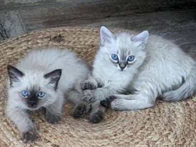 Ragdoll Snow Maine Coon Kittens - Maine Coon - Gallery Photo #1