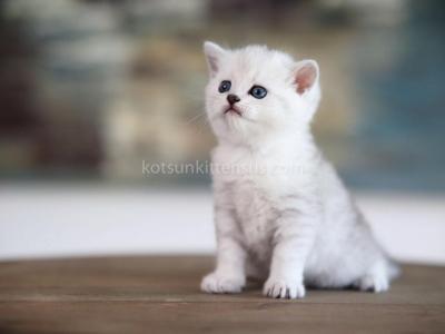 Loc In California Alex Silver Shaded British Boy - British Shorthair - Gallery Photo #1