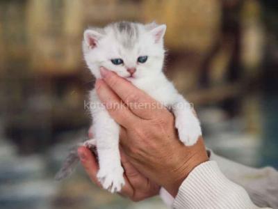 Loc In California Angel Silver Shaded British Girl - British Shorthair - Gallery Photo #1