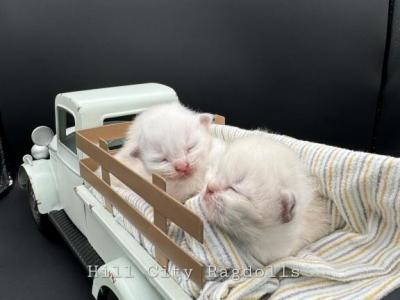 Sadie's Lilac Litter - Ragdoll - Gallery Photo #1