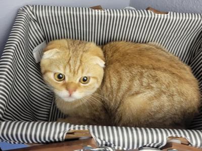 Mateo - Scottish Fold - Gallery Photo #1