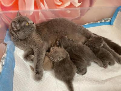 British Baby - British Shorthair - Gallery Photo #1