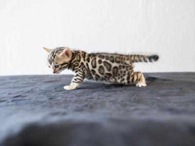 Bengal Babies Silver And Brown - Bengal - Gallery Photo #1